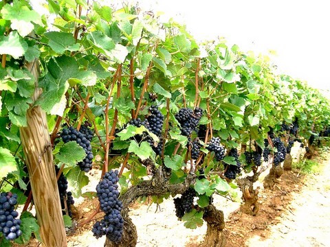 pinot noir - bourgogne aligoté - raisins